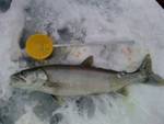ice_fishing.jpg