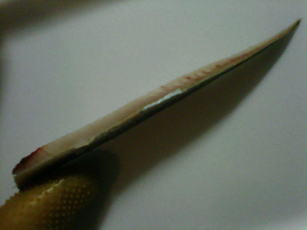 image-1.jpg