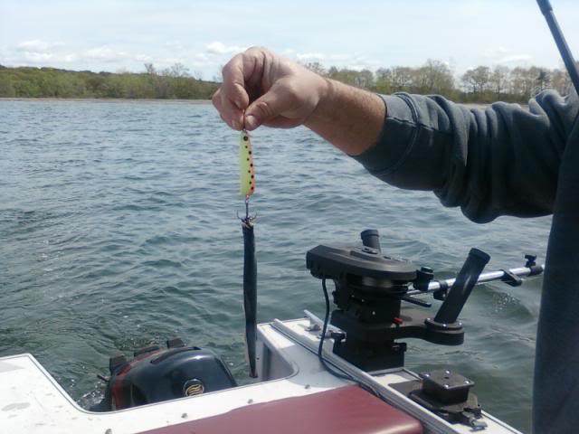 lamprey.jpg