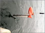 lamprey.jpg