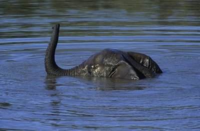 loch_ness_monster_swimming_elephant_735421.jpg