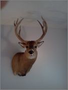mount_3.jpg