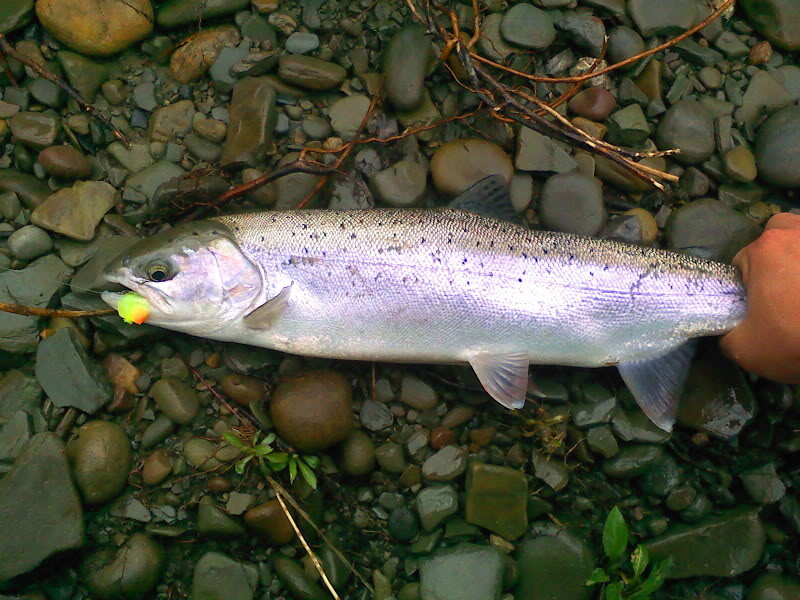 naplesbow4.jpg