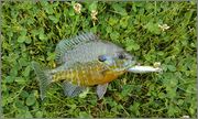 pumpkinseed.jpg