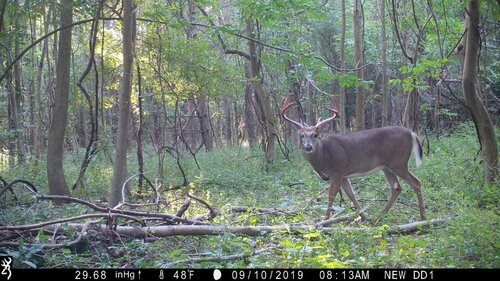 riga-9-10-19-buck.jpg