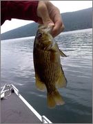 rock_bass.jpg