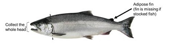 Diagram showing coho salmon and amount of the head that needs to be donated