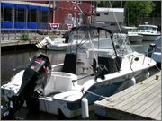 sea_fox_008.jpg
