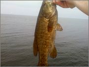 smallmouth_salmon_river_6_15_12.jpg