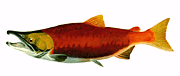 picture of kokanee salmon