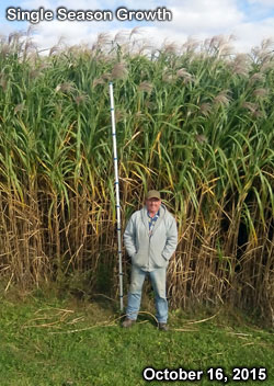 Don standing with miscanthus x giganteus - elephant grass