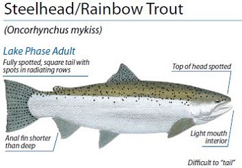 steelhead rainbow trout ID, Illustration by Peter Thompson