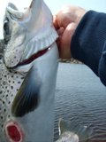 th_S5000688-Copy.jpg