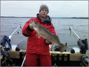 walleye7.jpg