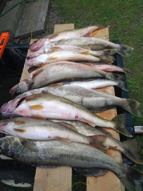 walleyes1_zps707be74d.jpg