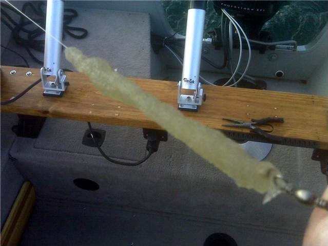 waterflea.jpg