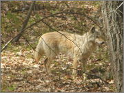 yote0008.jpg