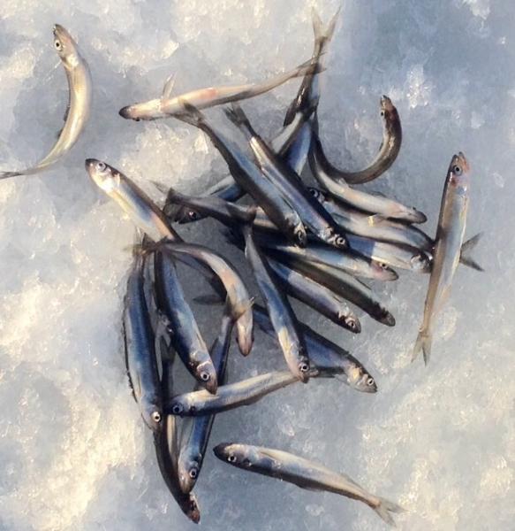 Smelt - Ice fishing - Lake Ontario United - Lake Ontario's Largest Fishing  & Hunting Community - New York and Ontario Canada