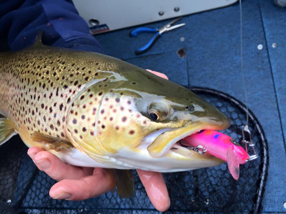 brown trout setup advice - Questions About Trout & Salmon Trolling? - Lake  Ontario United - Lake Ontario's Largest Fishing & Hunting Community - New  York and Ontario Canada
