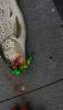 post-139783-14523552262469_thumb.jpg