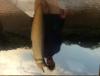 post-144733-0-01822300-1426585567_thumb.jpg