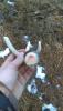 post-148870-14575398223678_thumb.jpg