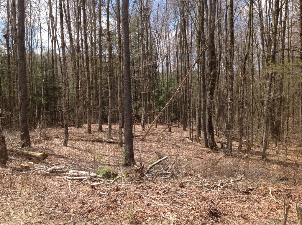 42 acres in Boonville Classifieds Buy, Sell, Trade or Rent Lake