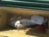 post-154668-0-69033600-1461249555_thumb.jpeg