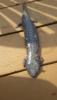 post-155212-14357354101546_thumb.jpg