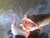post-156407-0-29093500-1437319566_thumb.jpg