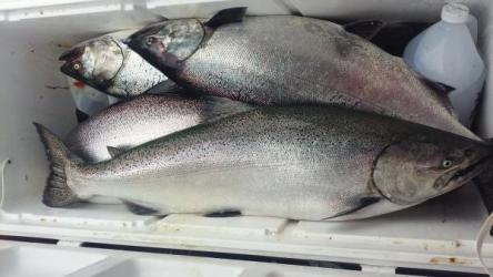 fish2.jpg
