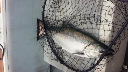 fish3.jpg
