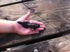 post-142860-0-24606700-1409487304_thumb.jpg