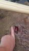 post-145663-14459966916752_thumb.jpg