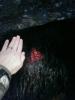 post-147003-14459890548554_thumb.jpg