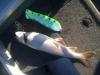 post-150622-14466821348203_thumb.jpg