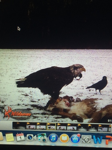 IMG_1485989406.807397.jpg