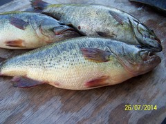 58af59bf06da5-100-0237(1).JPGLg Mouth and Small mouths caught on St Lawrence River
