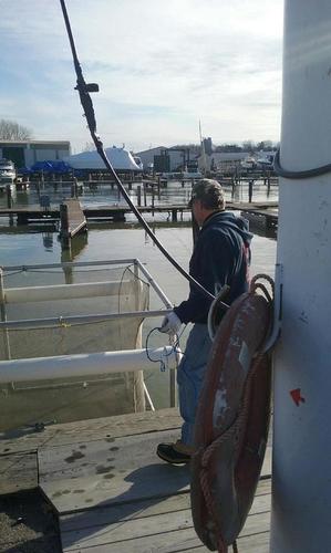 Captain Bruce tending the pen 4 13 16.jpg