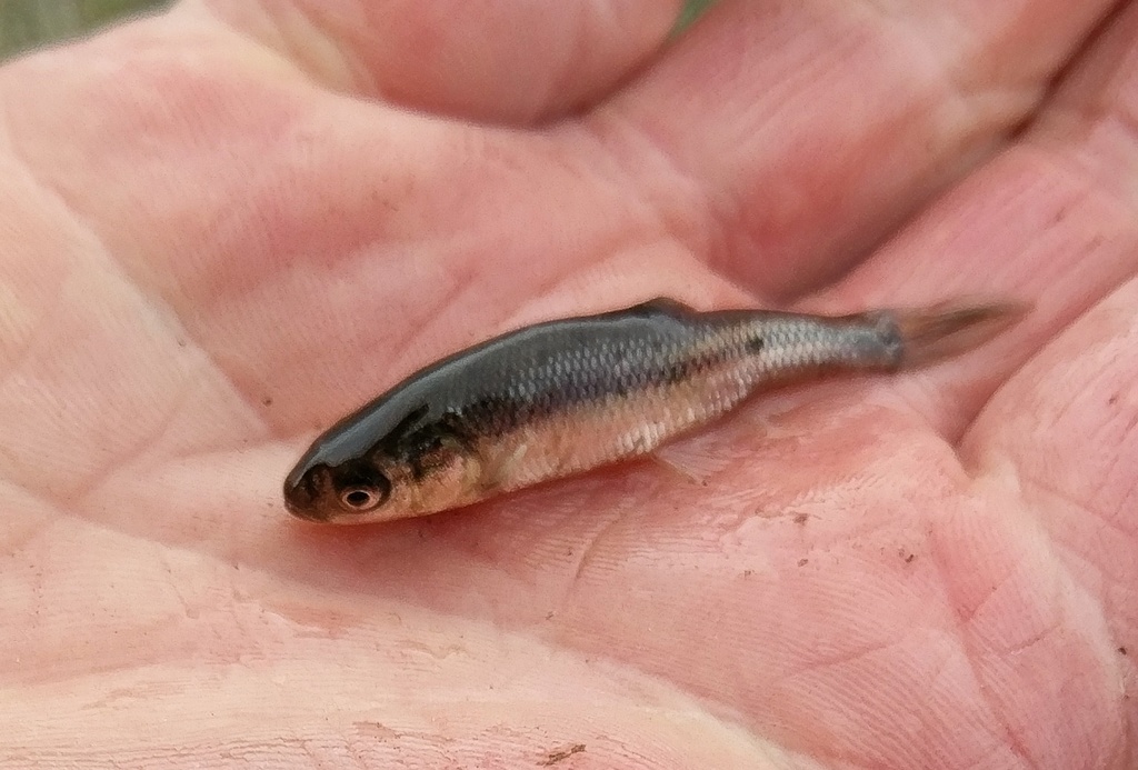 Minnow Identification - Finger Lakes Discussion - Lake Ontario