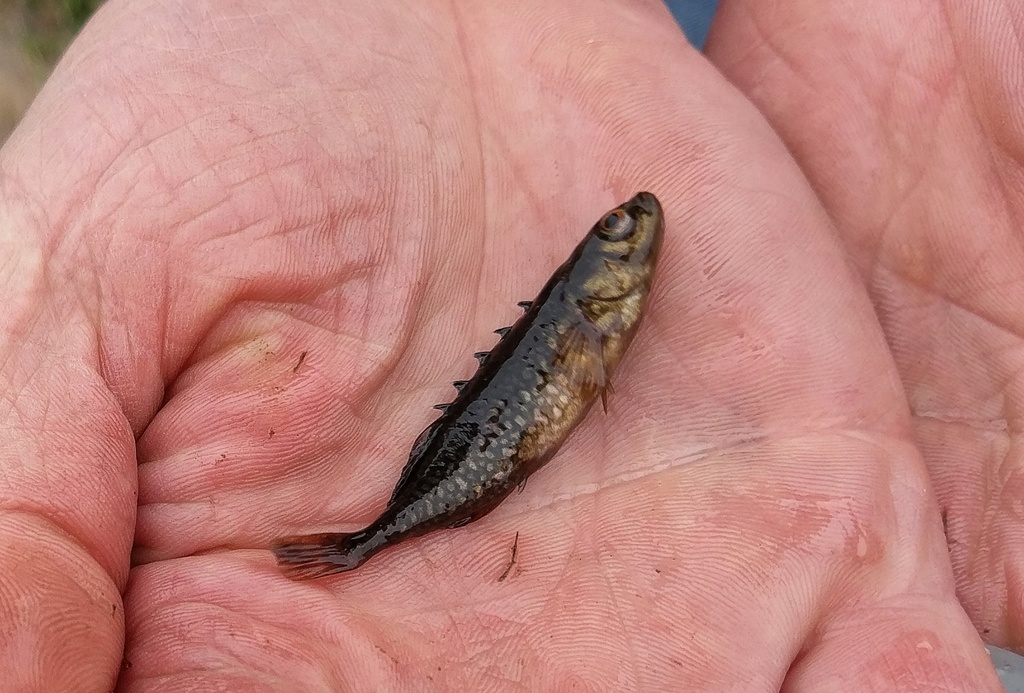 Minnow Identification - Finger Lakes Discussion - Lake Ontario