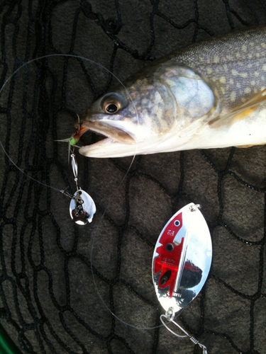 IMG_1489510140.256940.thumb.jpg.48bd4ec3d3913bc1e7fb7a2f47e35c4b.jpg