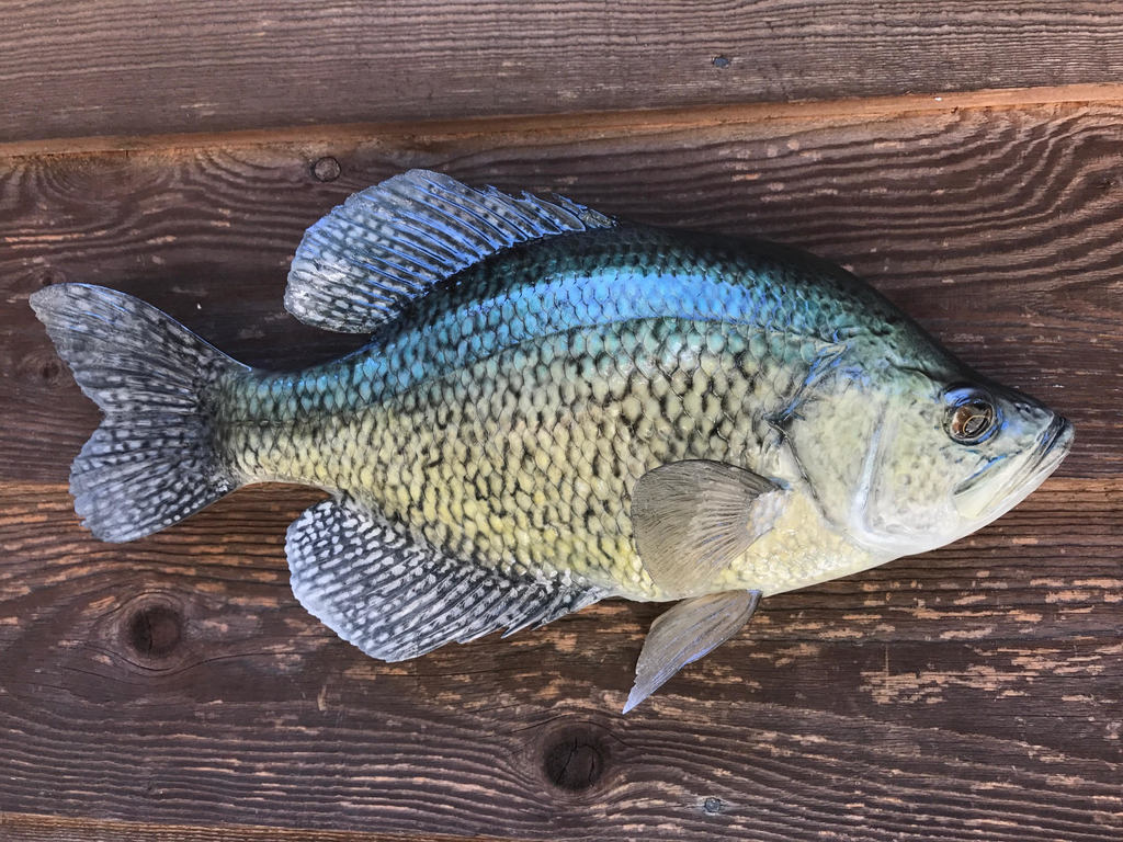 Big crappie - Panfish - Lake Ontario United - Lake Ontario's Largest  Fishing & Hunting Community - New York and Ontario Canada