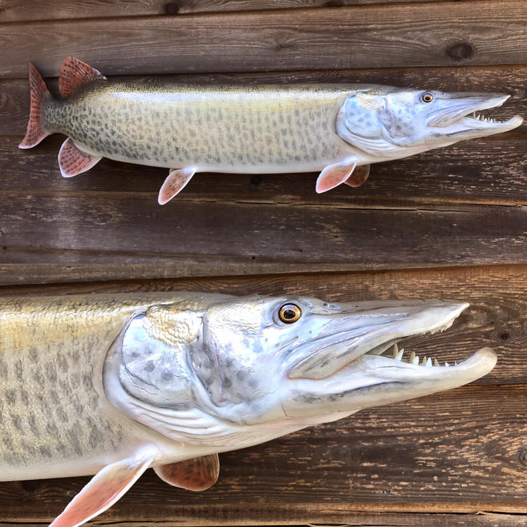 Outdoors: Susquehanna muskies, and a man who hunts them