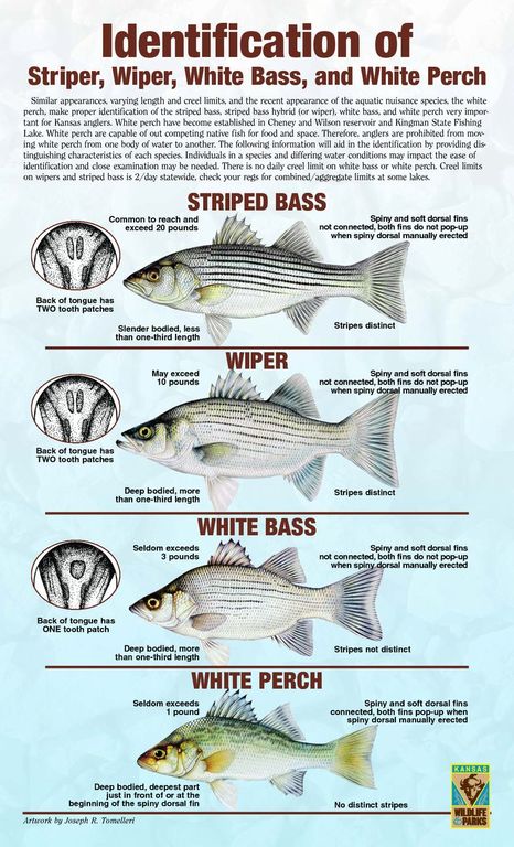 White bass - Panfish - Lake Ontario United - Lake Ontario's Largest ...