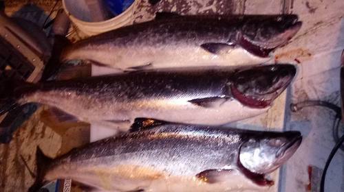 6-16-17 Lake O kings.jpg