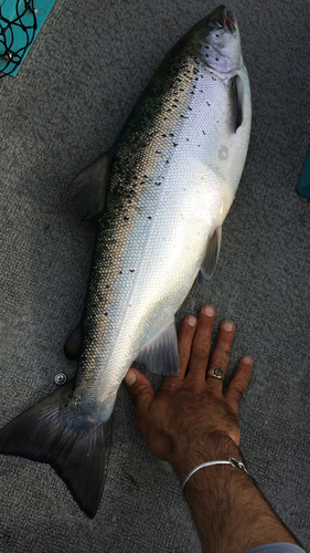 Salmon 7.6 pound 6.22.17.jpg