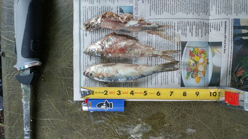 3alewives.jpg