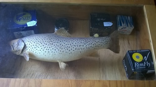 Fly Reels Trout.jpg