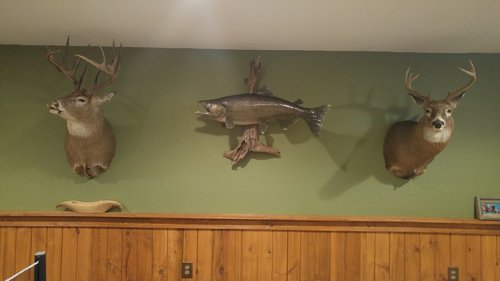 SalmonMount.jpg